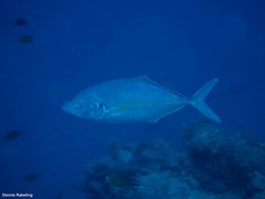Pseudocaranx dentex