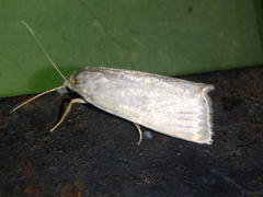 Calamotropha aureliella