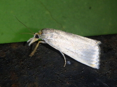 Calamotropha aureliella