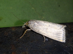 Calamotropha aureliella