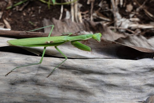 Polyspilota comorana