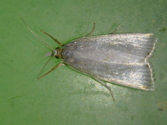 Calamotropha aureliella