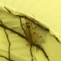 Metacantharis clypeata