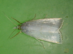 Calamotropha aureliella