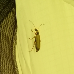 Metacantharis clypeata