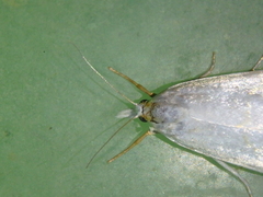 Calamotropha aureliella