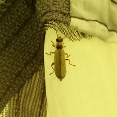 Metacantharis clypeata