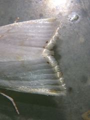 Calamotropha aureliella