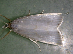 Calamotropha aureliella