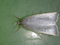 Calamotropha aureliella