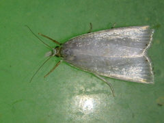 Calamotropha aureliella