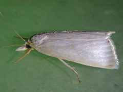 Calamotropha aureliella