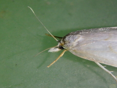 Calamotropha aureliella