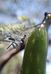 Pseudomyrmex gracilis