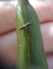 Pseudomyrmex gracilis