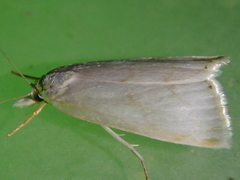 Calamotropha aureliella