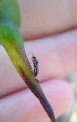 Pseudomyrmex gracilis