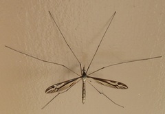 Tipulomorpha