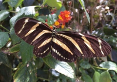 Heliconius charithonia