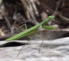 Polyspilota comorana