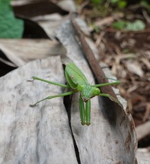 Polyspilota comorana