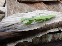 Polyspilota comorana