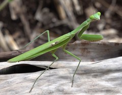 Polyspilota comorana