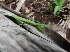 Polyspilota comorana