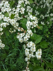 Crataegus monogyna