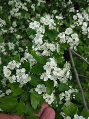 Crataegus monogyna