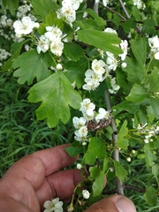 Crataegus monogyna