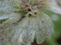 Neoerysiphe galeopsidis