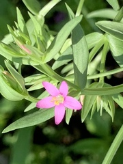 Zeltnera calycosa
