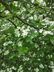 Crataegus monogyna