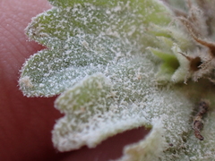 Neoerysiphe galeopsidis