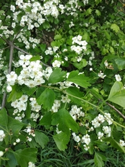 Crataegus monogyna
