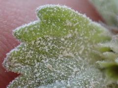 Neoerysiphe galeopsidis