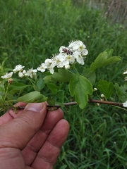 Crataegus monogyna