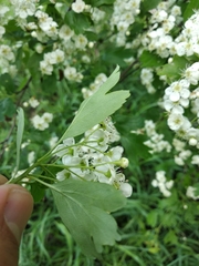 Crataegus monogyna