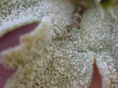 Neoerysiphe galeopsidis