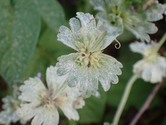 Neoerysiphe galeopsidis