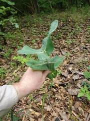 Asclepias amplexicaulis
