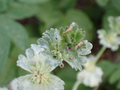 Neoerysiphe galeopsidis