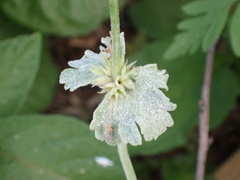 Neoerysiphe galeopsidis