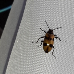 Strongylium maculicolle