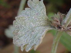 Neoerysiphe galeopsidis