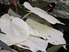Heliconius melpomene rosina