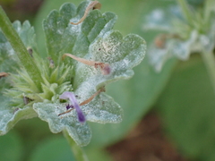 Neoerysiphe galeopsidis