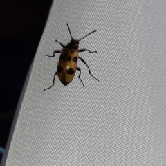 Strongylium maculicolle