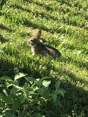 Sylvilagus floridanus
